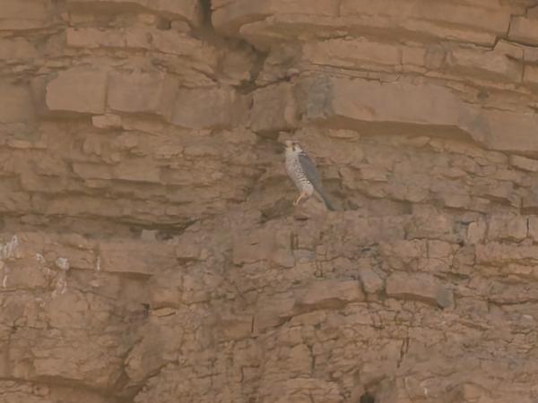 <h3><a href="/trips/marokko/biota/animalia/chordata/aves/018 falconiformes/001 falconidae/falco biarmicus/falco biarmicus-nl.html">Falco&nbsp;biarmicus</a> / Lanner&nbsp;falcon / Lannervalk</h3>OM-1 Mark II met OLYMPUS M.150-400mm F4.5 TC, 1/2000 sec  bij F5.6, ISO 800, afstand 172&nbsp;m